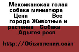 Мексиканская голая собака миниатюра › Цена ­ 53 000 - Все города Животные и растения » Собаки   . Адыгея респ.